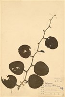 藏品(菝葜)的圖片